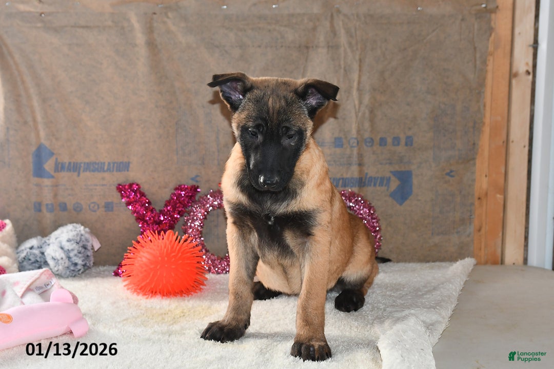 Belgian Malinois dogs for sale: Scarlet - Ad 1