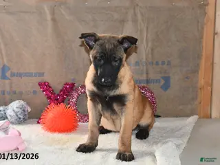 Belgian Malinois dogs Scarlet - Ad 5