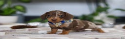 Miniature Dachshund dogs for sale: Rudolph - Ad 1