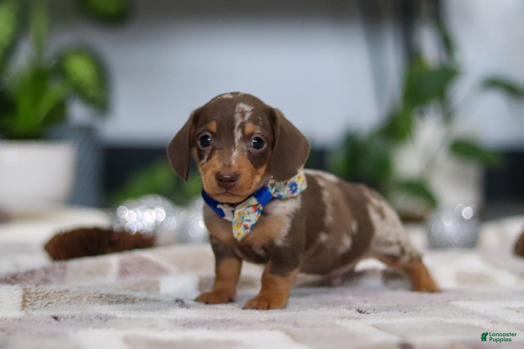 Miniature Dachshund dogs for sale: Rudolph - Ad 1