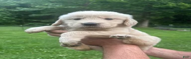 Golden Retriever Puppy 8