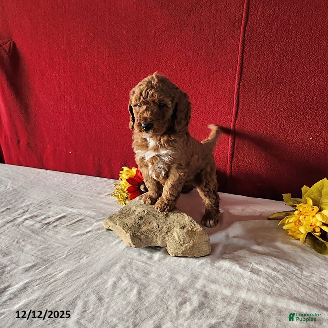 Mini Goldendoodle dogs for sale: Ruth - Ad 3