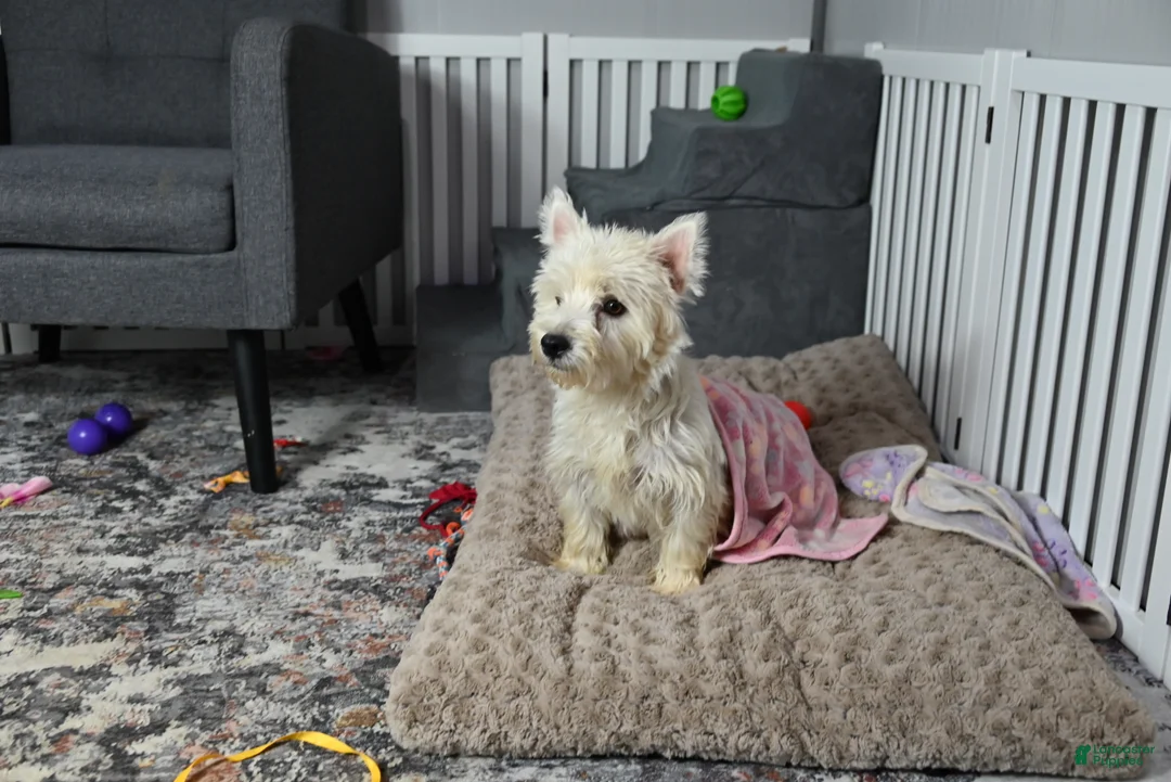 West Highland Terrier dogs for sale: Lizzie - Ad 6