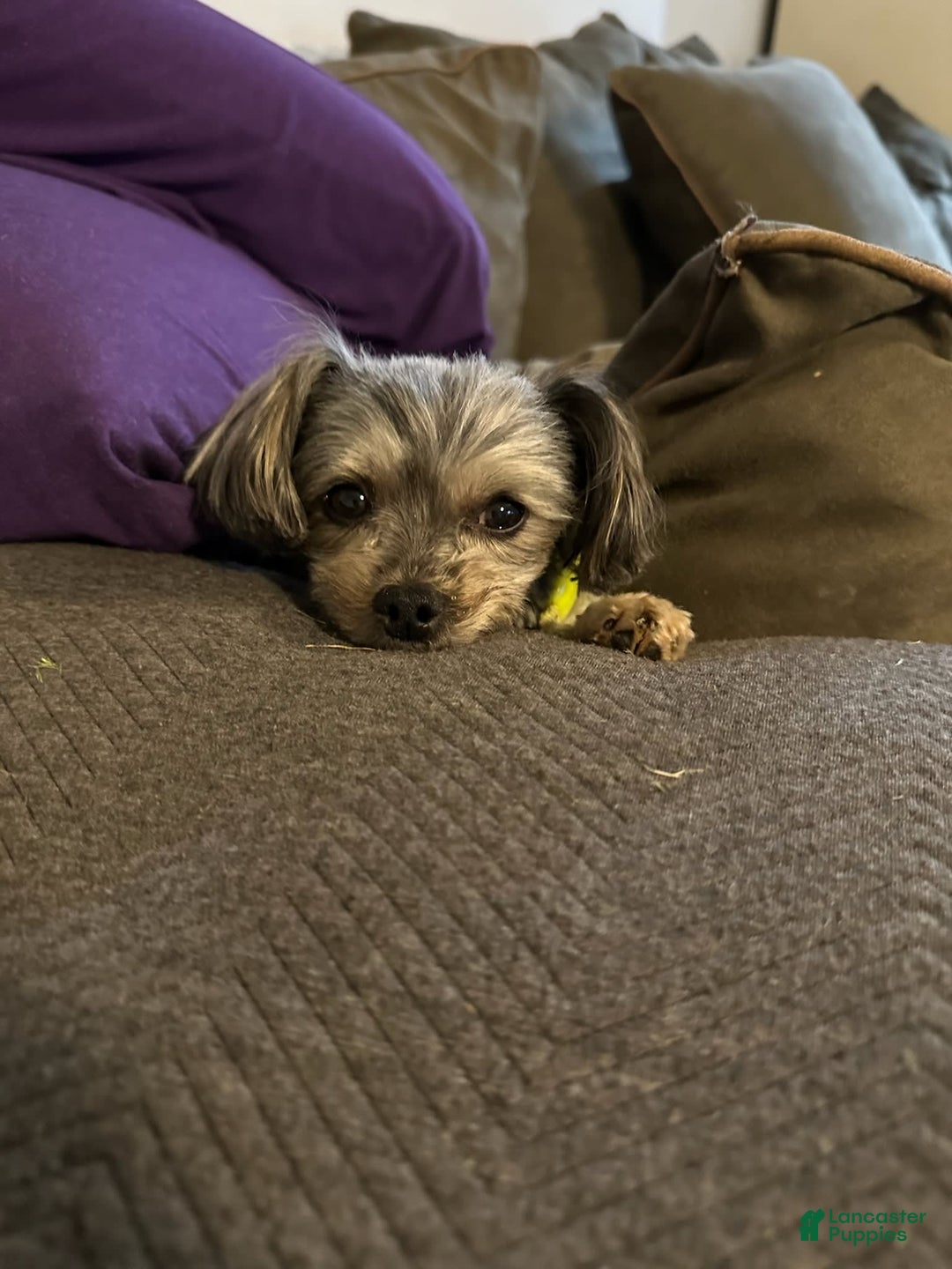 Gallery Image {{count}}