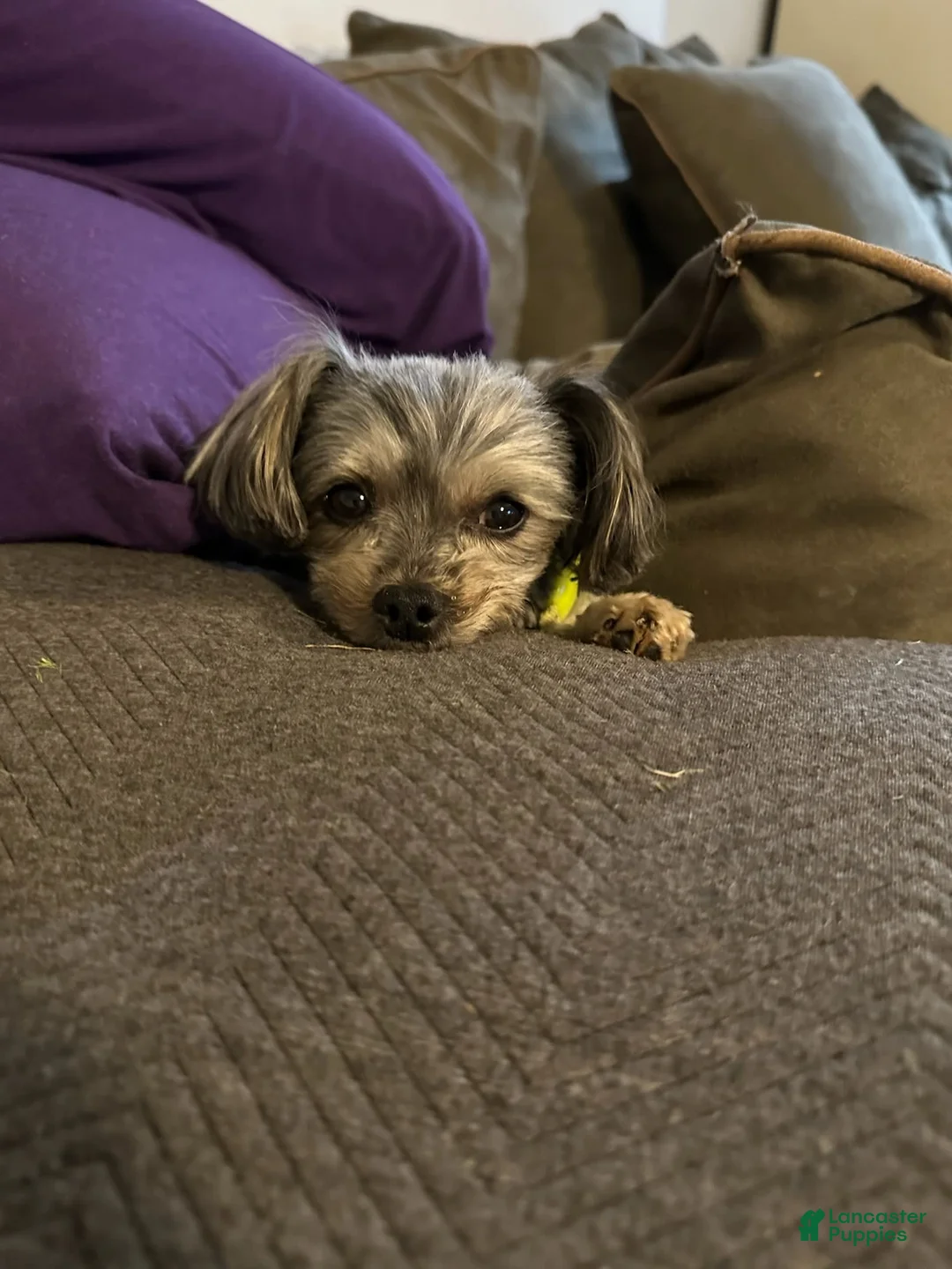 Gallery Image {{count}}