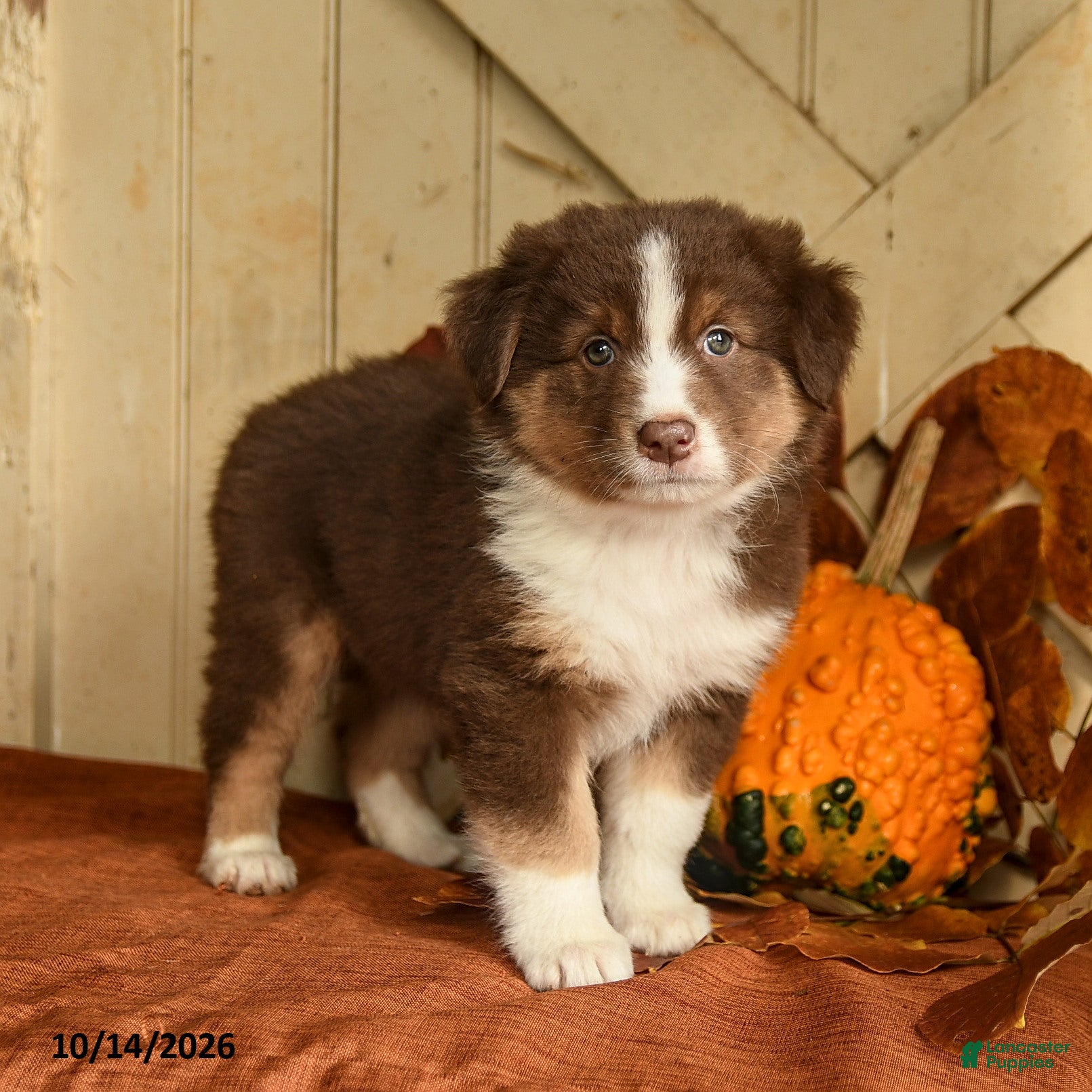 Australian Shepherd dogs for sale: Rosie - Ad 2