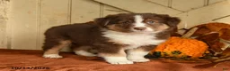 Australian Shepherd dogs for sale: Rosie - Ad 2