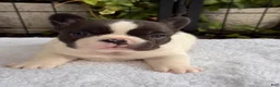French Bulldog dogs for sale: Cedar - Ad 1
