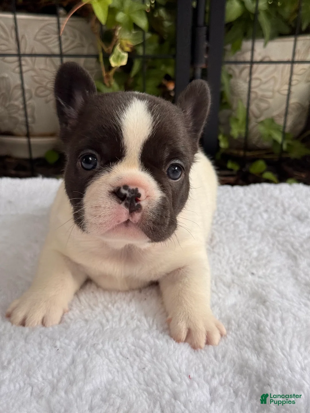 French Bulldog dogs for sale: Cedar - Ad 1
