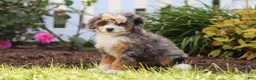 Mini Bernedoodle dogs for sale: Ember - Ad 4