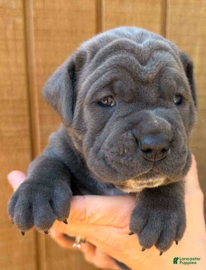 Cane Corso dogs Cane Corso Puppy 2 - Ad 1