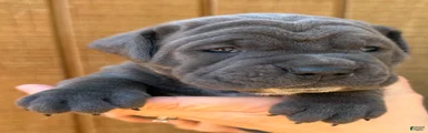 Cane Corso Puppy 2