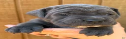 Cane Corso dogs for sale: Cane Corso Puppy 2 - Ad 1