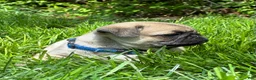 Pug dogs for sale: Toby - Ad 3