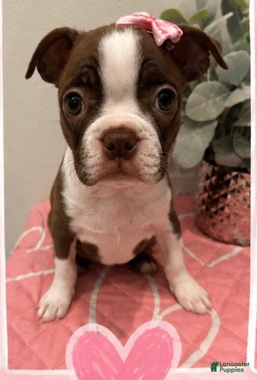 Boston Terrier dogs Honey - Ad 36