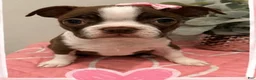 Boston Terrier dogs for sale: Honey - Ad 1