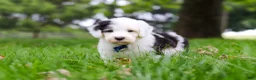 Sheepadoodle dogs for sale: Thomas - Ad 3