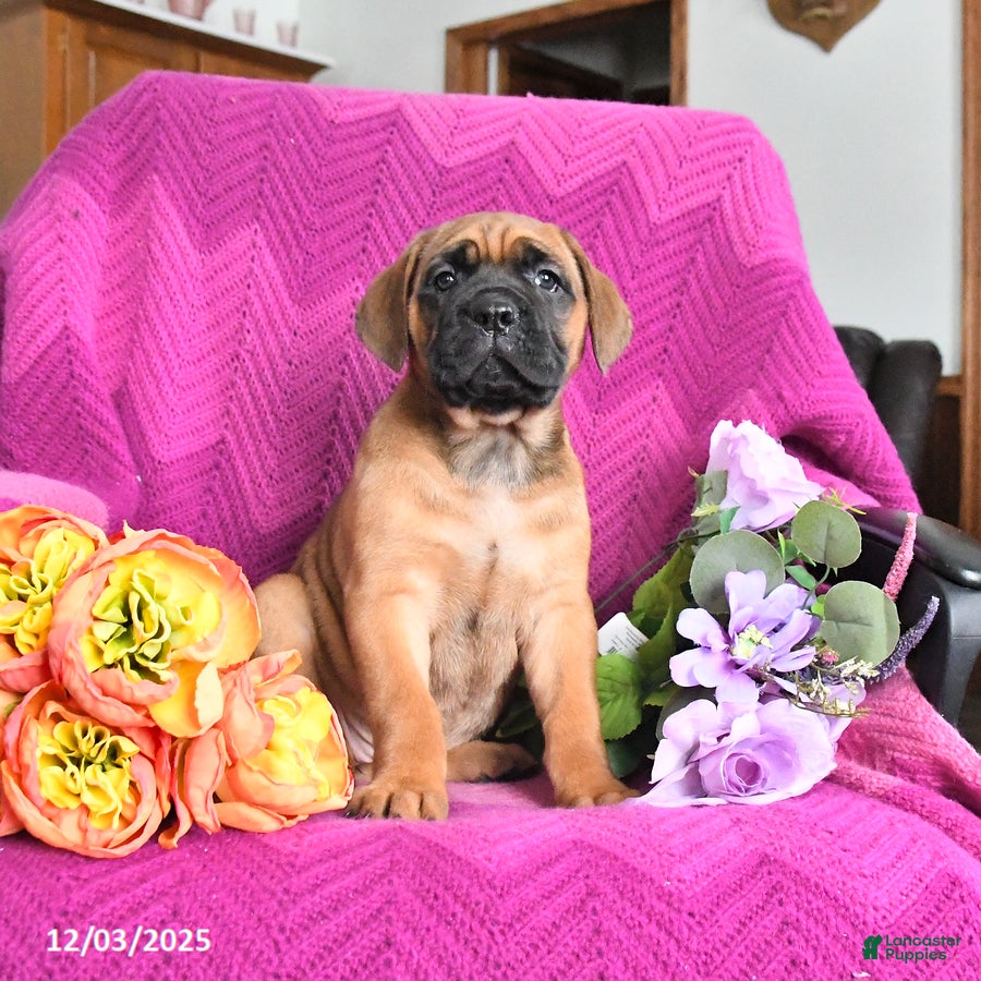 Cane Corso dogs Missy - Ad 22