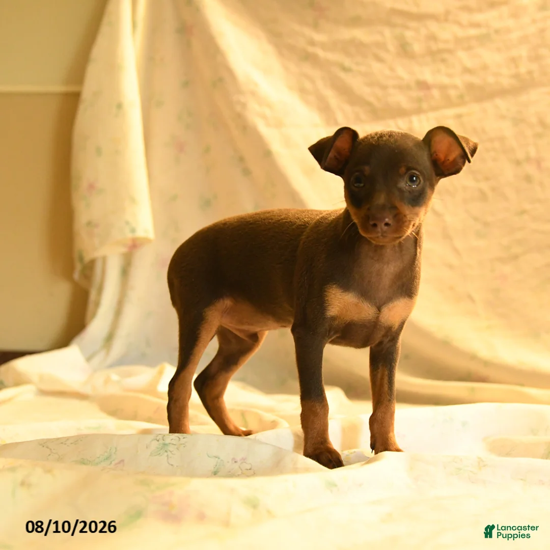Miniature Pinscher dogs for sale: Ralph - Ad 1