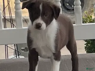 Border Collie dogs Border Collie Puppy 1 Chase - Ad 39