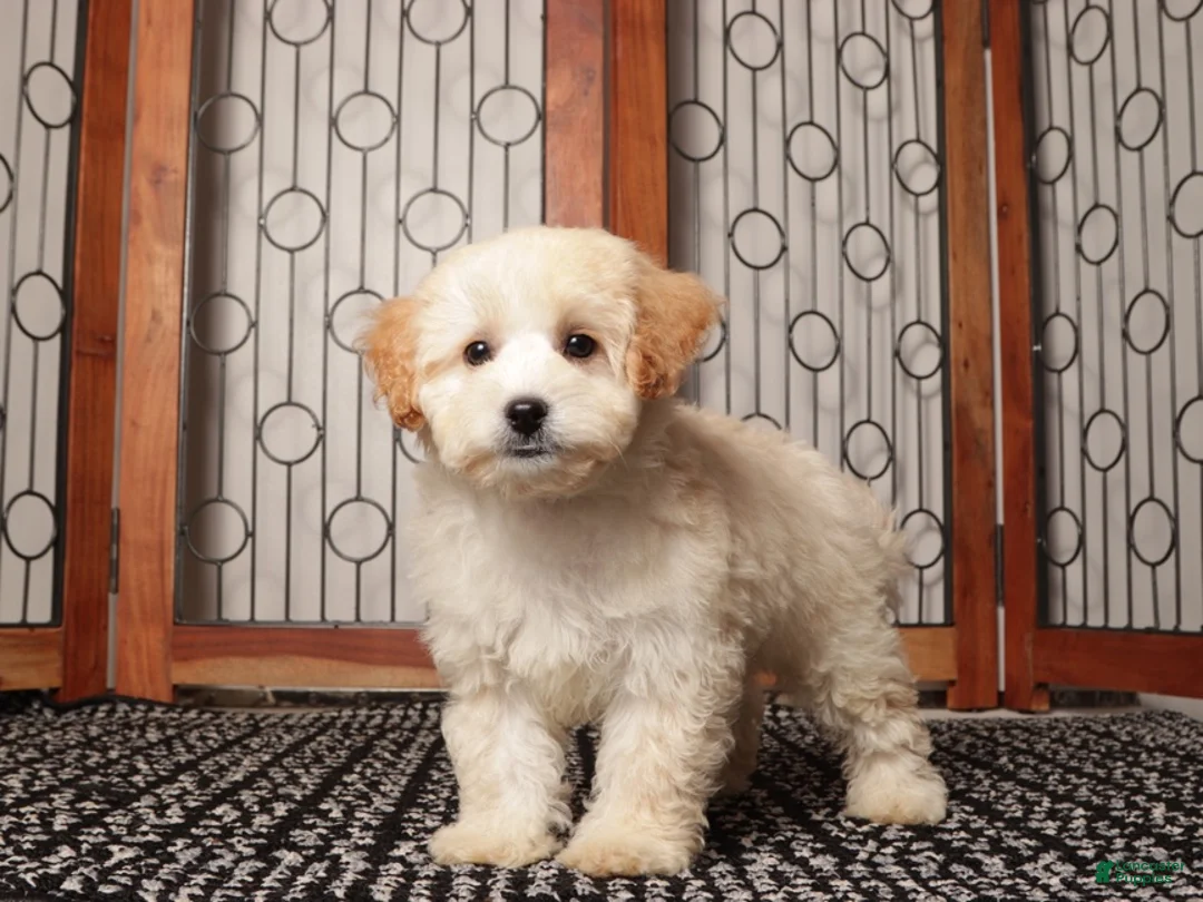 Maltipoo dogs for sale: Oli - Calm Maltipoo - Ad 4