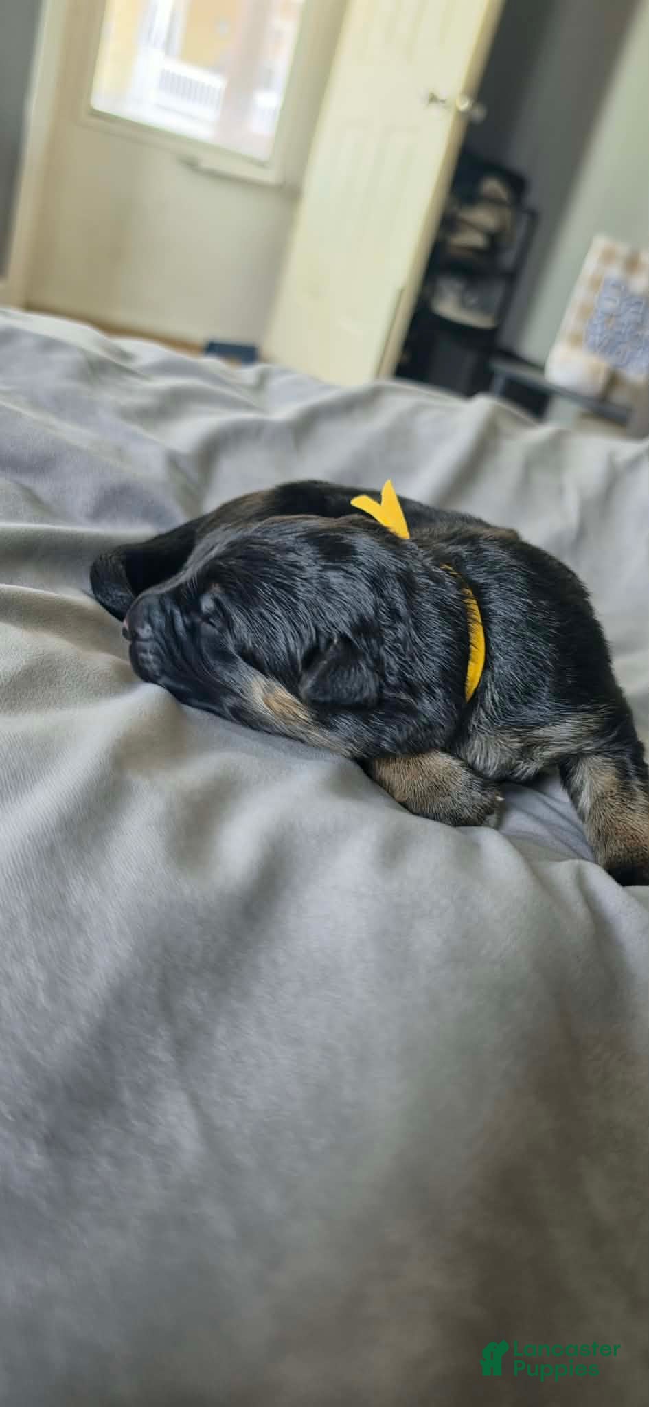 German Shepherd dogs Hela- Yella Collar - Ad 2