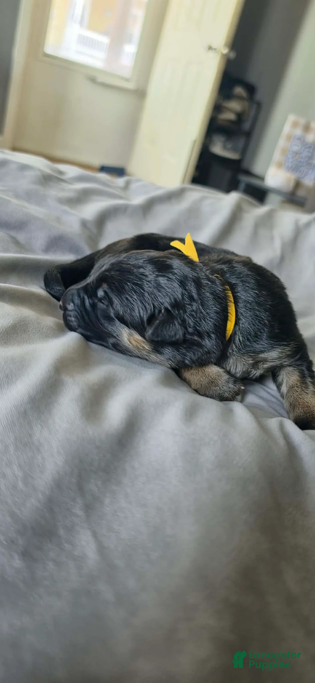 German Shepherd dogs for sale: Hela- Yella Collar - Ad 2