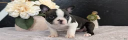 Boston Terrier dogs for sale: Malia - Ad 4