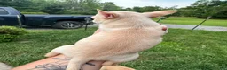Chihuahua dogs for sale: Milo - Ad 8