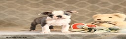Boston Terrier dogs for sale: Hali - Ad 4