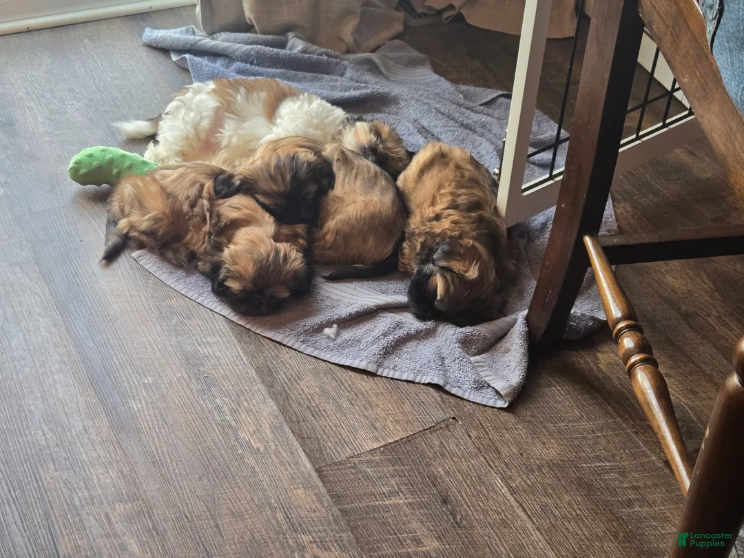 Shih Tzu dogs for sale: Dallas - Ad 26