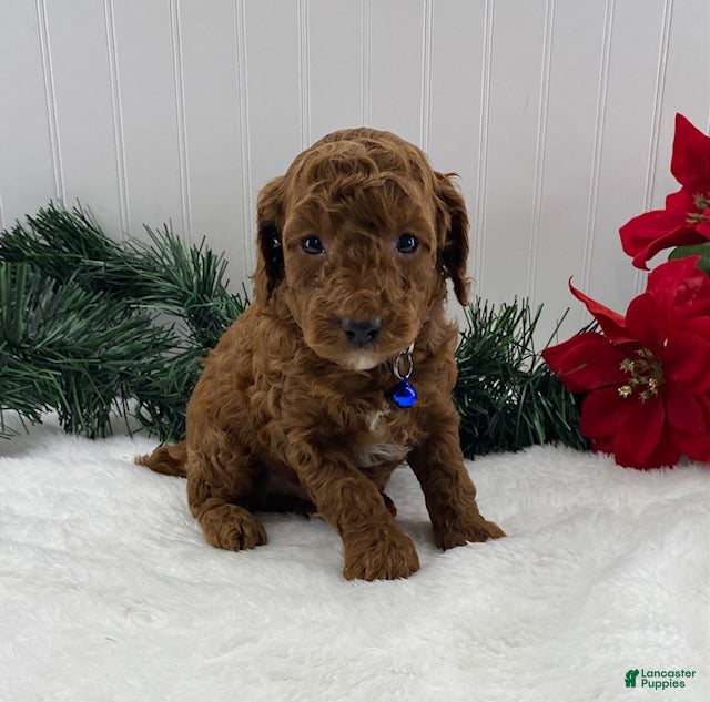 Toy Poodle dogs Teddy - Ad 28