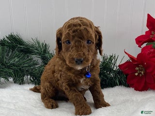 Toy Poodle dogs Teddy - Ad 7