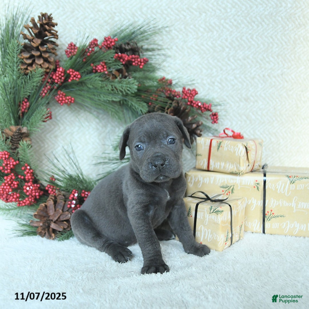 Cane Corso dogs for sale: Nova - Ad 14