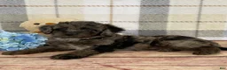 Miniature Labradoodle dogs for sale: Damion - Ad 8