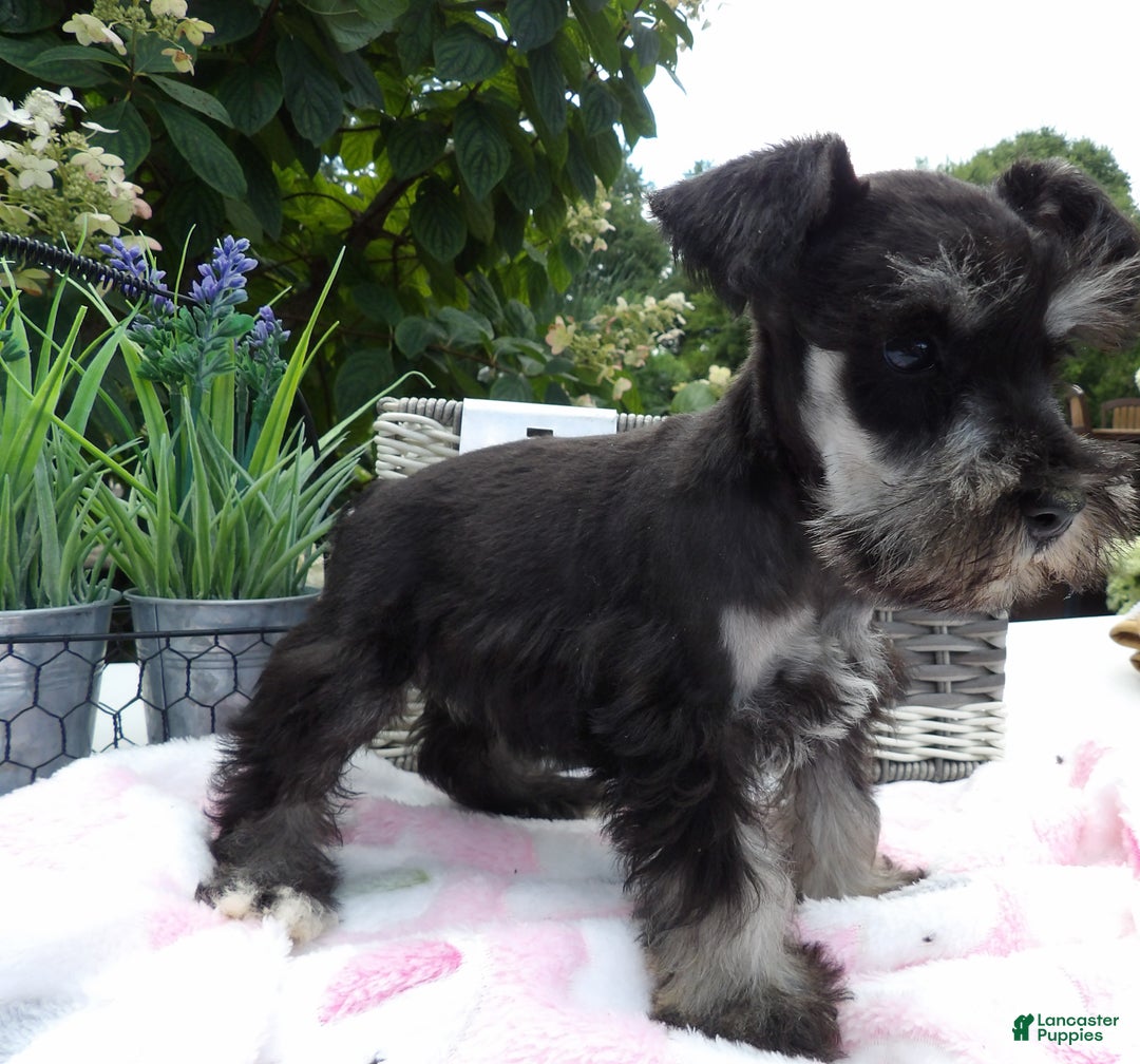 Miniature Schnauzer dogs for sale: Miniature Schnauzer Puppy 5 Curt - Ad 11