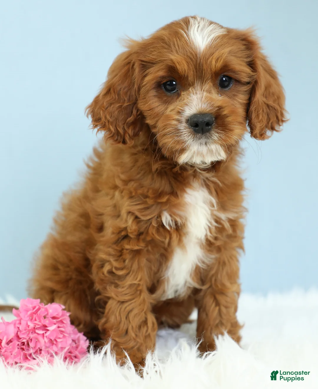 Cavapoo dogs for sale: Snickers 🍪 - Ad 2