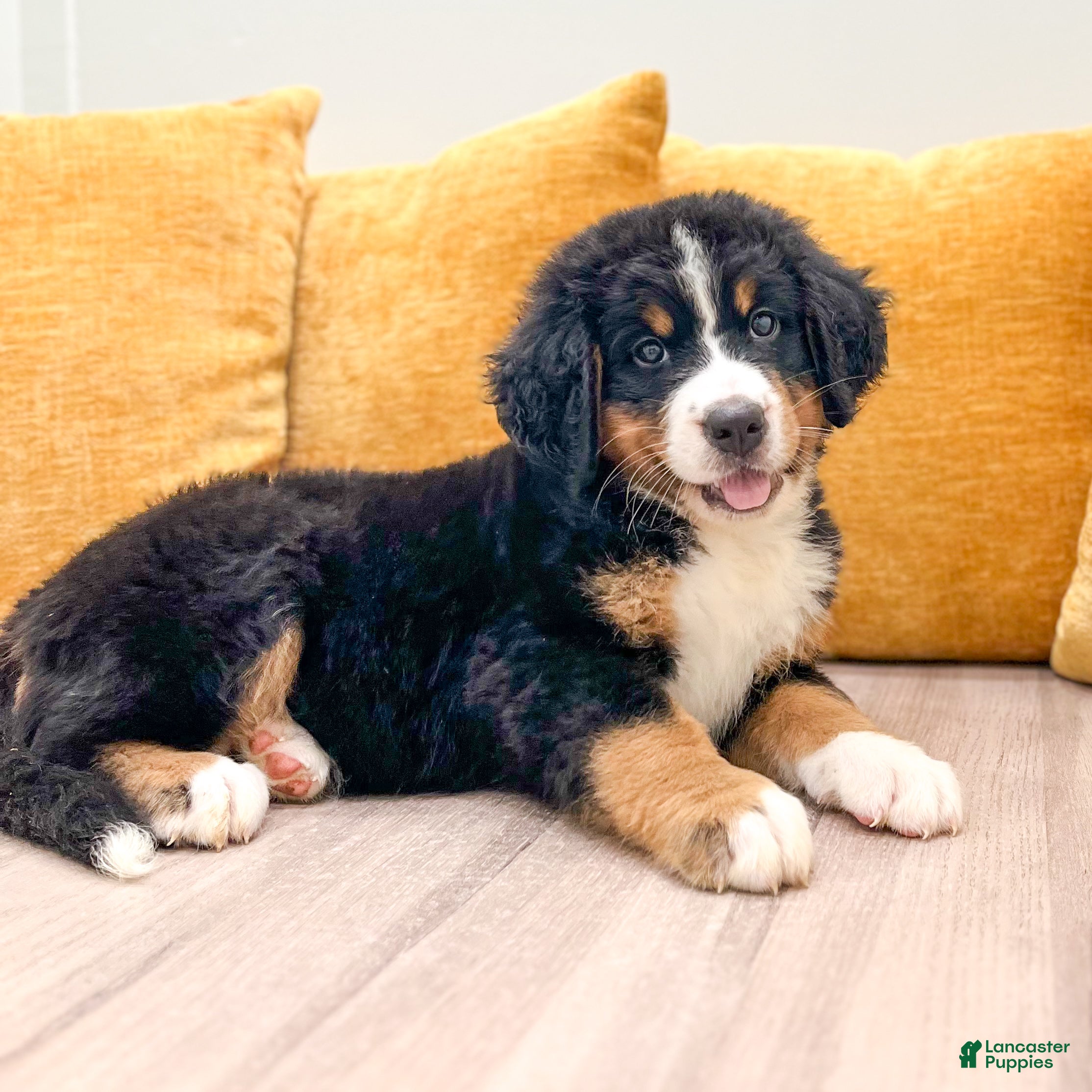 Bernese Mountain Dog dogs Bella - Ad 2