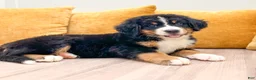 Bernese Mountain Dog dogs for sale: Bella - Ad 2