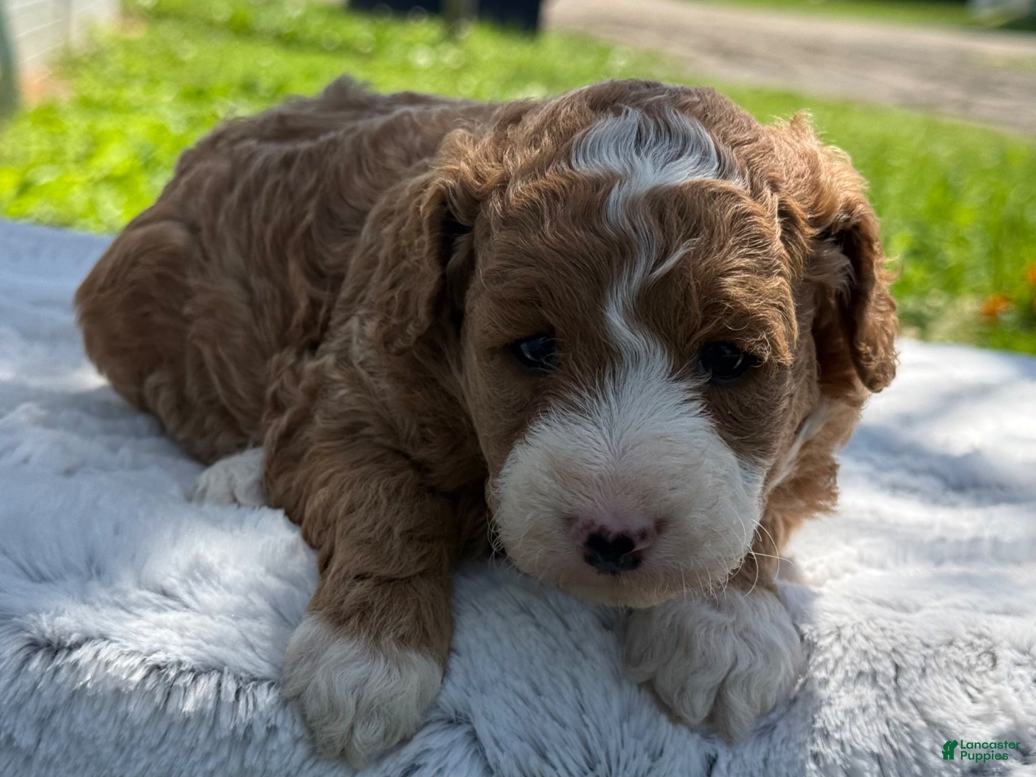 Mini Goldendoodle dogs Gwendolyn - Ad 2