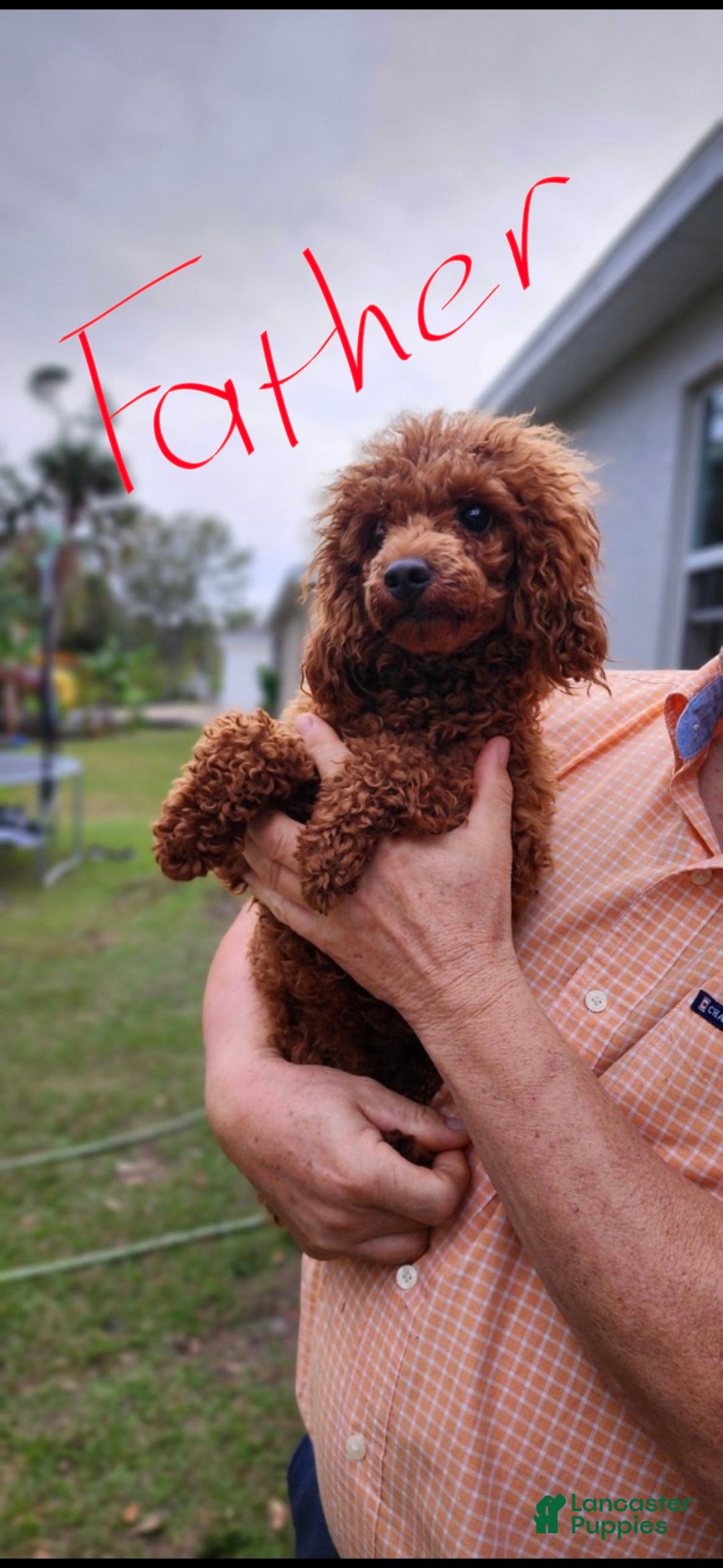 Maltipoo dogs for sale: Maltipoo Puppy 5 - Ad 8