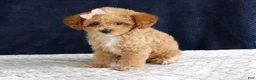 Toy Poodle dogs for sale: Penny - Ad 7