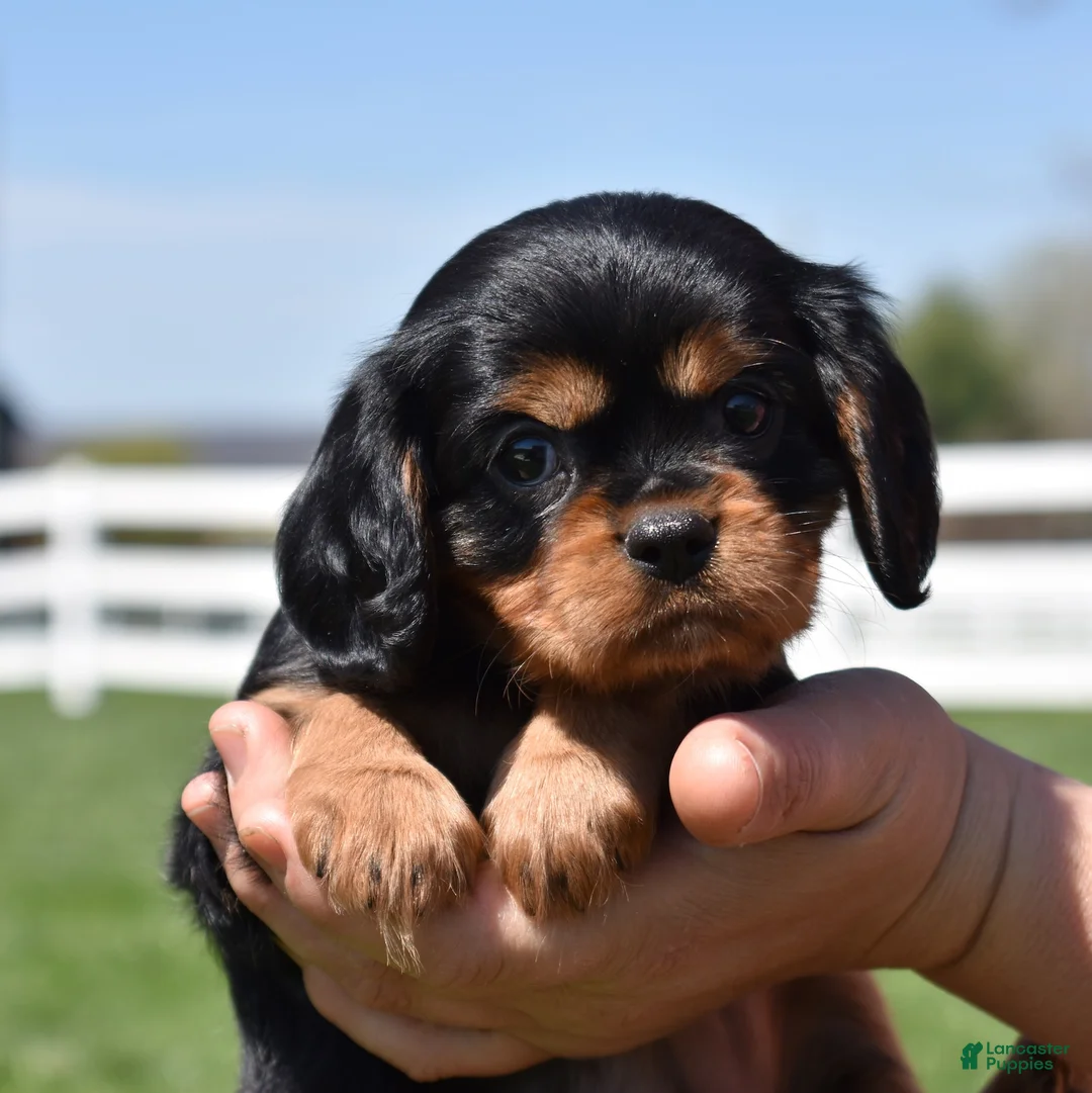Cavalier King Charles Spaniel dogs for sale: Lulu - Ad 1