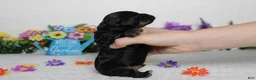 Cockapoo dogs for sale: Rocky  - Ad 7