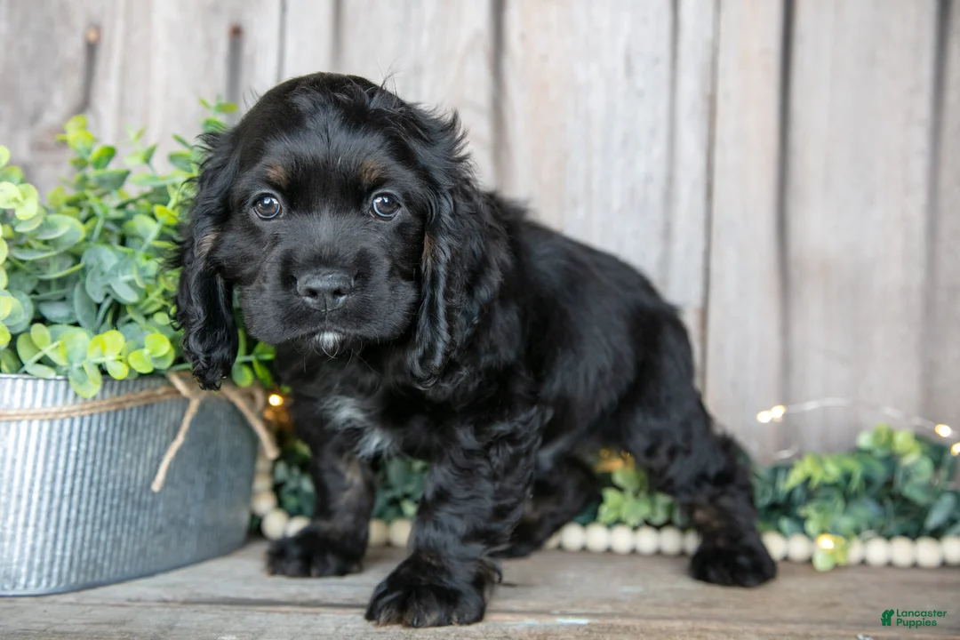 Cocker Spaniel dogs for sale: Bean - Ad 2