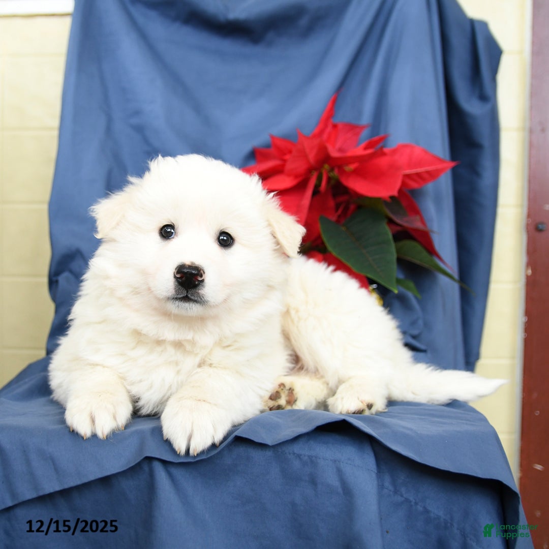 Mixed Breed dogs for sale: Clifford - Ad 5