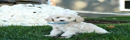 Goldendoodle dogs for sale: Bessie - Ad 3