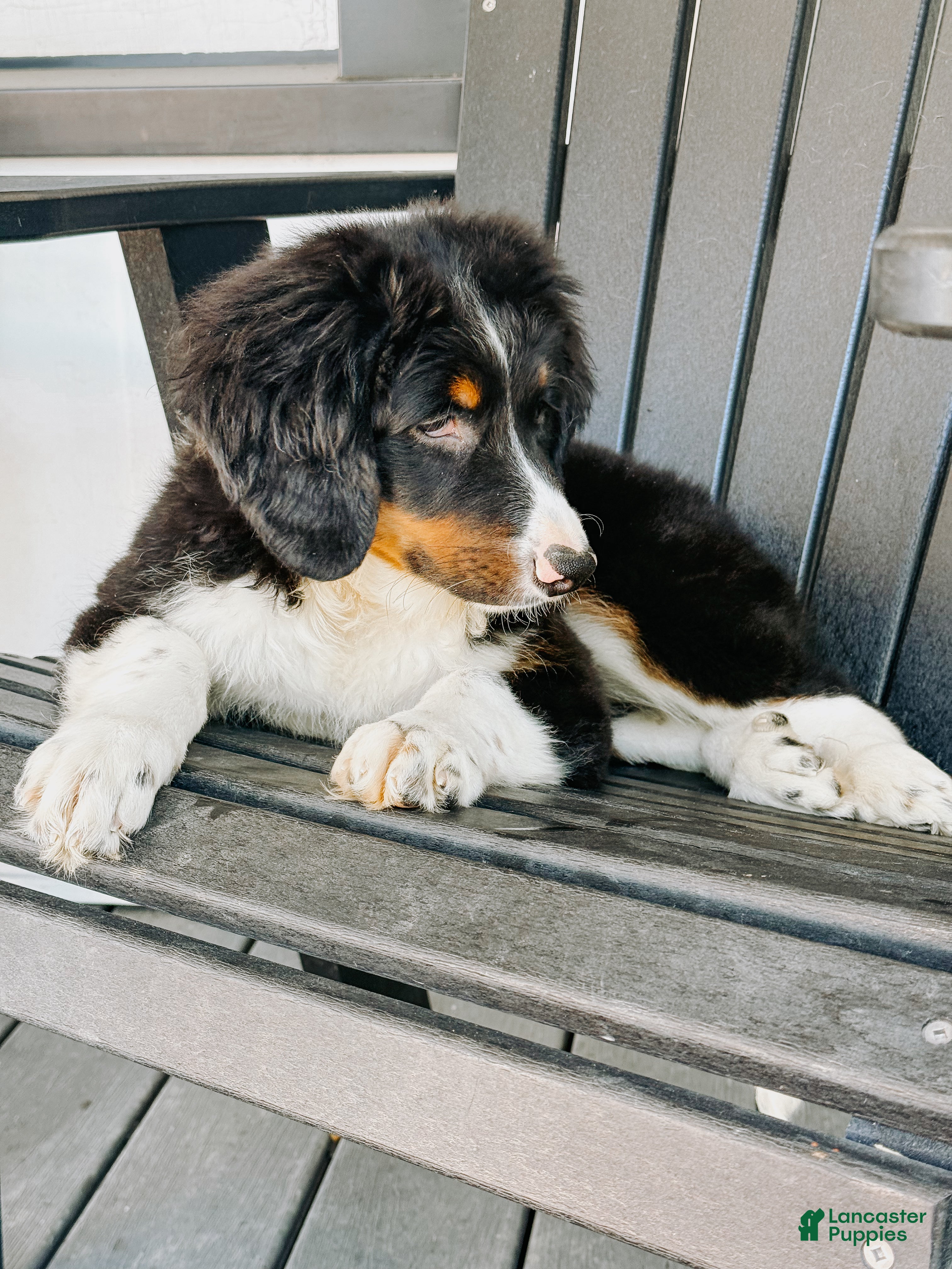 Sophia (Doodle / designer cross, Female) in Columbia City, IN