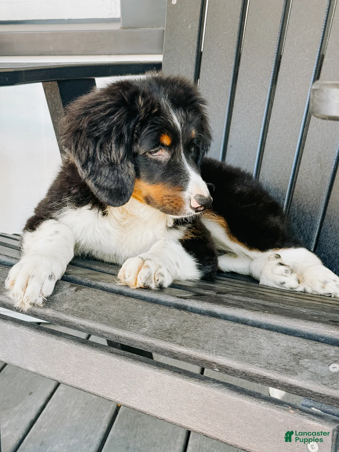 Mini Bernedoodle dogs for sale: Sophia - Tricolored Mini Bernedoodle - Ad 1