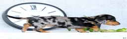 Miniature Dachshund dogs for sale: Lilla - Ad 7